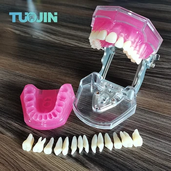 Zobu Modeli, Izņemamas Zobu Mācīšanas Modelis Ar Mīkstu Gumiju Zobu Zobārstniecības Praksē Apmācību Studēt Typodont Modeļi Zobārsts